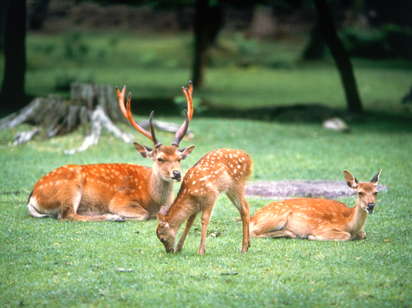 5 Highly Recommended Things to do in Nara, Japan