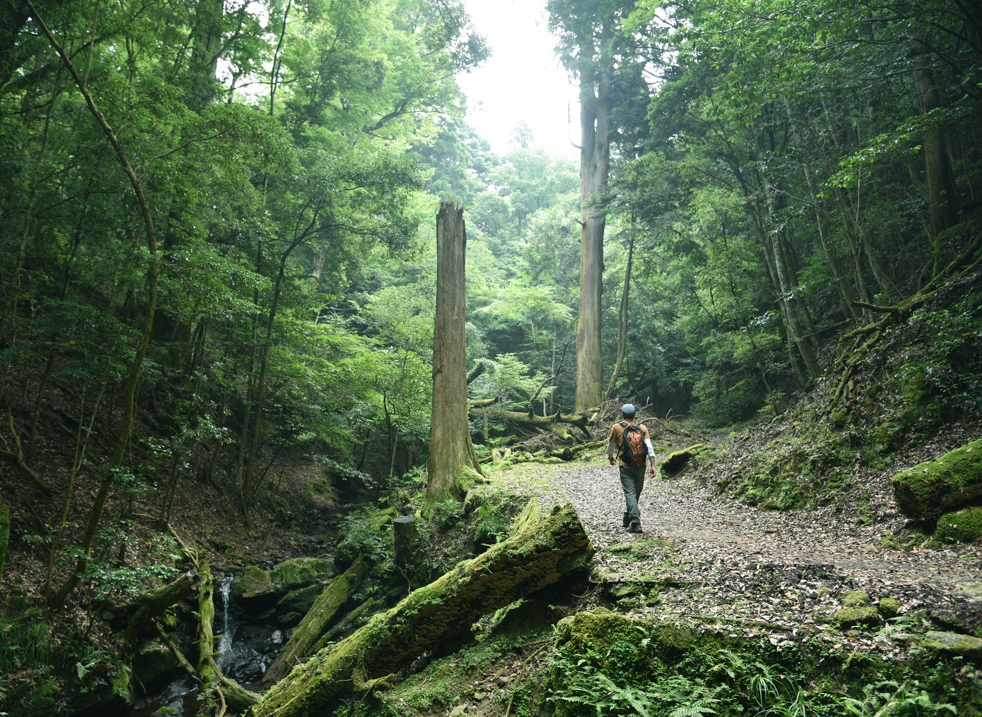 Walking Tour in Mt Kasuga Primeval Forest