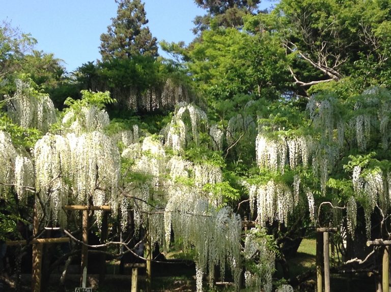 Wisteria blooming season in Kasugataisha Shrine! KANSAI NARA Treasure
