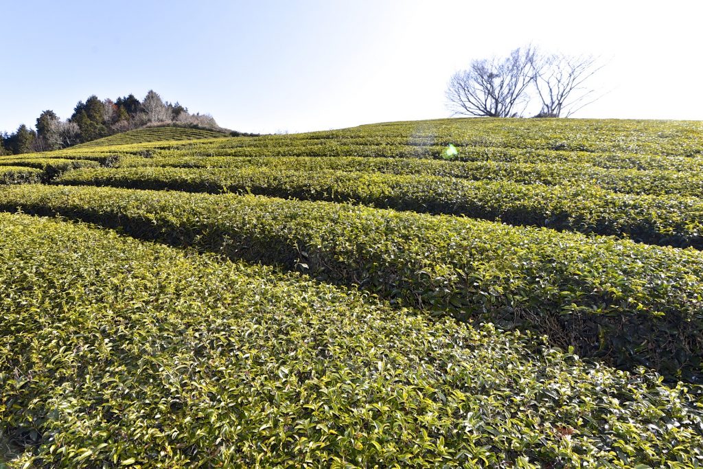 Yamato cha Nara s Japanese tea brand KANSAI NARA Treasure