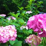 Hydrangeas, Blooming in the Rainy Season