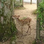 Bambi of Nara Park