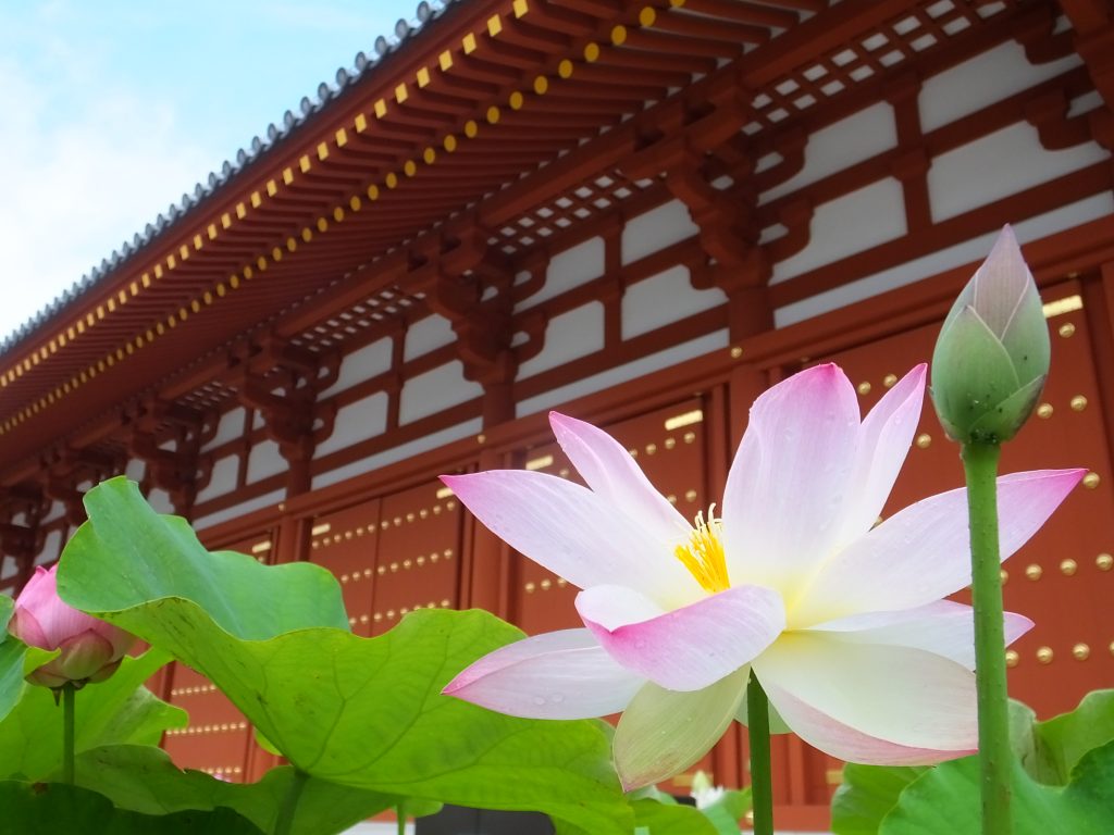 Lotuses at Yakushiji Temple | KANSAI NARA Treasure Travel