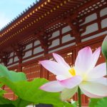 Lotuses at Yakushiji Temple