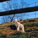 Cutie Lambs Season at Meh-Meh Makiba  (Baa Baa Pasture)