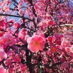 Full bloom of Plum Grove is around the corner, Tsukigase
