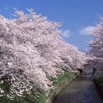 Hidden Cherry Blossom Spots of Nara  －Sahogawa River－