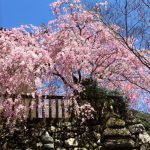 Cherry Blossom Spots of Nara. Predictions of the 2020 Cherry Blossom Blooming!