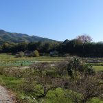 Yamanobe-no-Mich Path