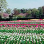 The Tulips at Nara Prefecture’s Umamikyuryo Park