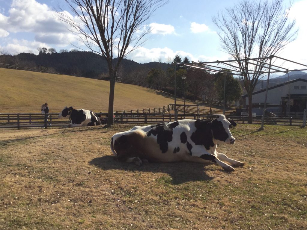 Uda Animal Park KANSAI NARA Treasure Travel (Nara/Kyoto/Osaka Japan)