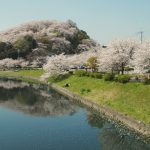 Cherry Blossoms in Full Bloom in Nara Prefecture