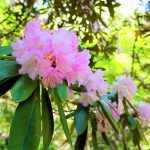 The Beautiful Season of Rhododendrons