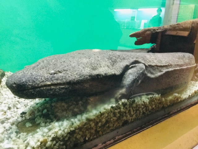 Snorkeling with Japanese Giant Salamanders in Japan.