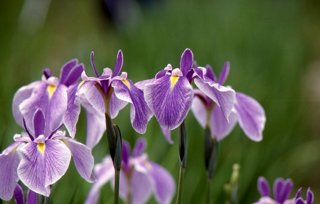 The Season When the Irises Bloom KANSAI NARA Treasure Travel (Nara