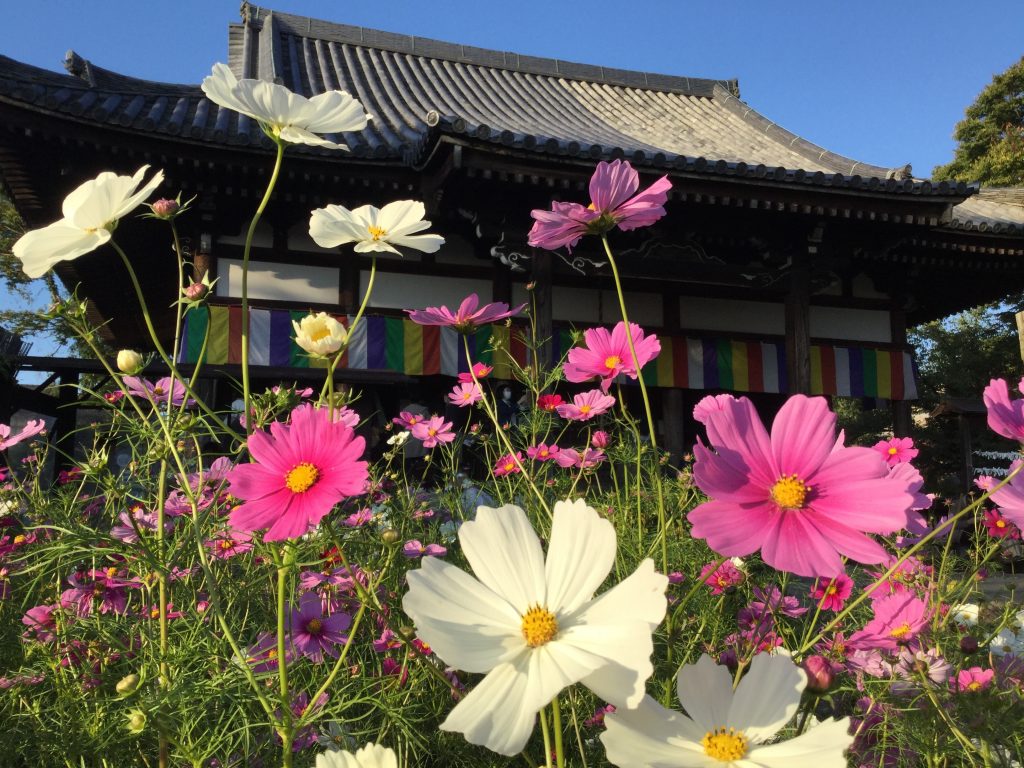 Autumn Cosmos Flower, Hannyaji Temple KANSAI NARA