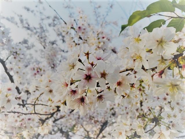 Spring Cherry Blossoms Tour