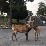 About the Sacred Deer of Nara Park