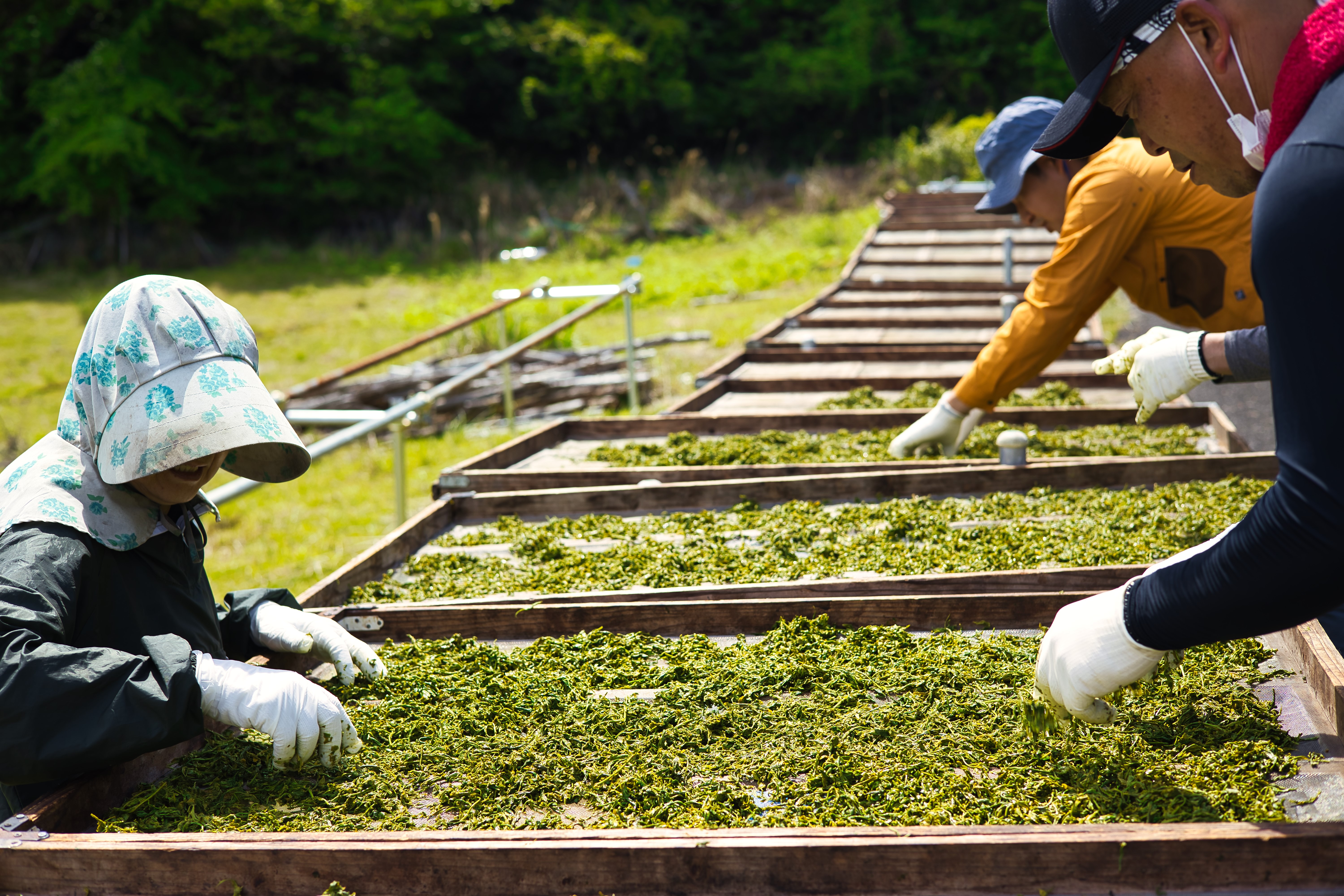 Natsumi Chatsumi Tea Plantation Tour and Tea-Leaf Picking Experience