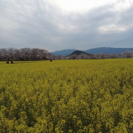 View the Beautiful Nanohana Flowers at the Fujiwara-kyo Palace Ruins