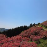 Hiking in Nara Prefecture: Azalea Forest of Mt. Katsuragi