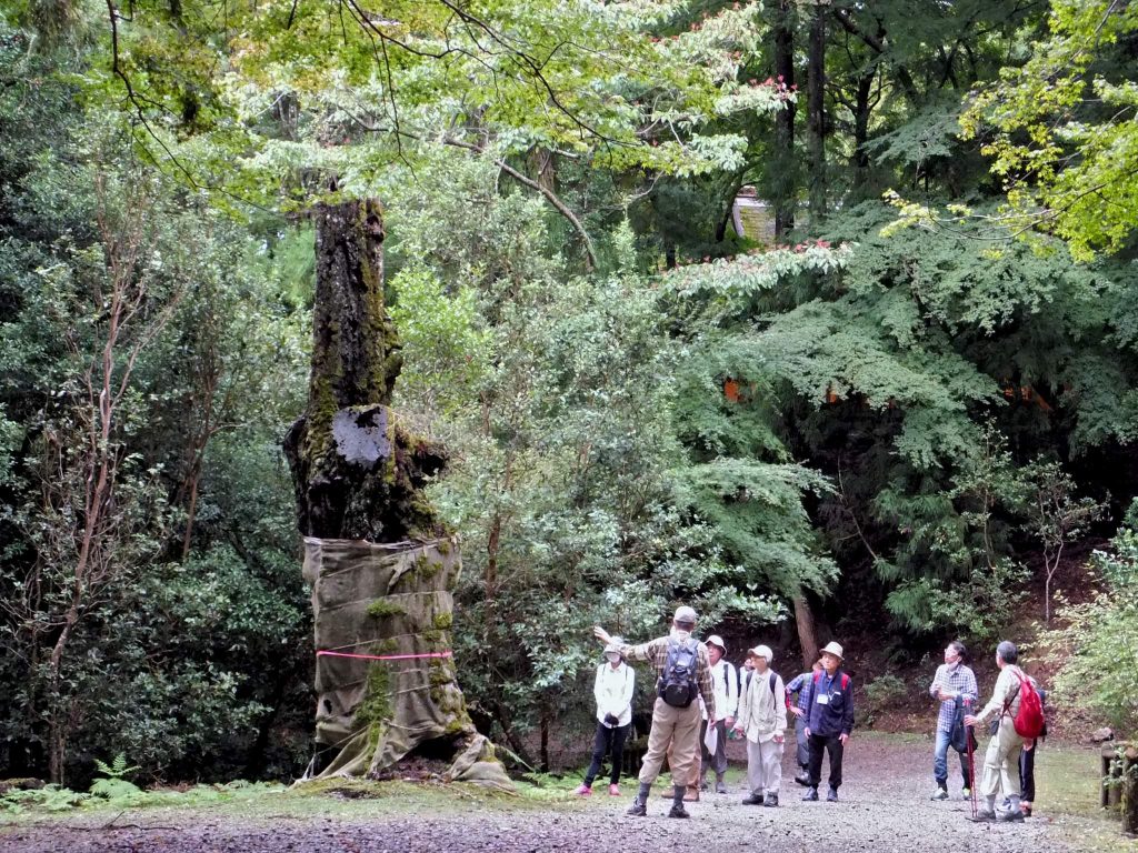 Mt. Kasuga Primeval Forest -A Place Preserved as a Sacred Grove