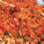Autumn Colors in Kansai 2023　 Autumn Leaves Forecast
