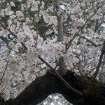Sakura Cherry Blossoms in Nara: Todaiji Temple and Tanzan Shrine