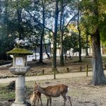 A Quiet Corner of Purification: Visiting the Goddesses at Haraedo Shrine at Kasuga Taisha Shrine